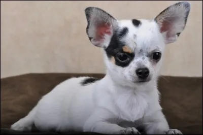 De quelle race est le chien de la photo ?