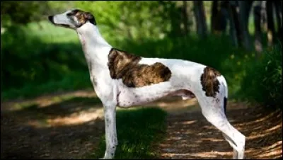 De quelle race est le chien de la photo ?