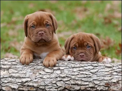 De quelle race est le chien de la photo ?