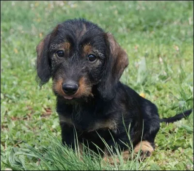 De quelle race est le chien de la photo ?
