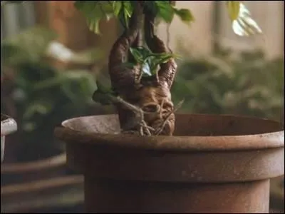 Quelle est cette plante ?