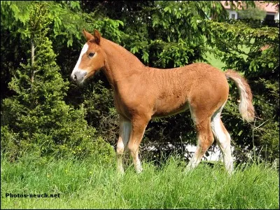 Combien de temps le poulain reste-t-il dans le ventre de sa mère ?