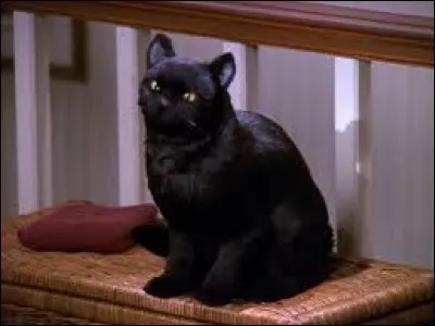 Quel est le nom du chat de Sabrina l'apprentie sorcière ?
