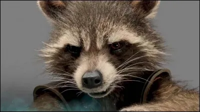 Comment s'appelle le raton laveur dans ''Les Gardiens de la Galaxie'' ?