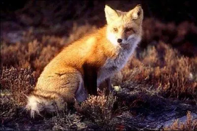 Le renard polaire peut il changer de fourrure ? (blanche au lieu de grise)