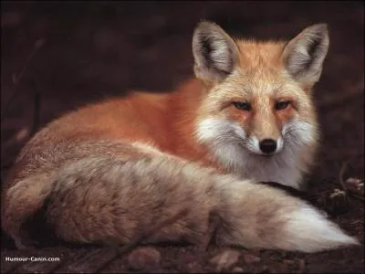 Que dit-on de la queue d'un renard ?