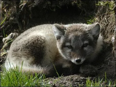 De quelle espce de renard provient cet animal ?