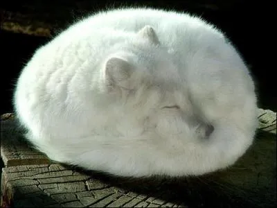 Combien de races de renard existe-t-il ?