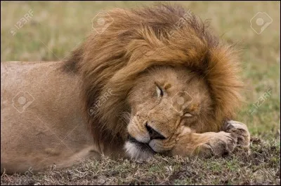 Qui a compos&eacute; "The Lion Sleeps Tonight" ?