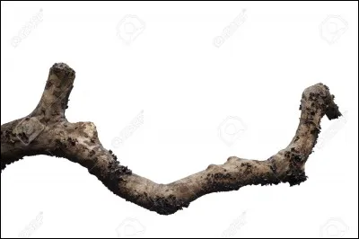 Aimes-tu jouer avec une branche d'arbre et seulement une branche d'arbre ?