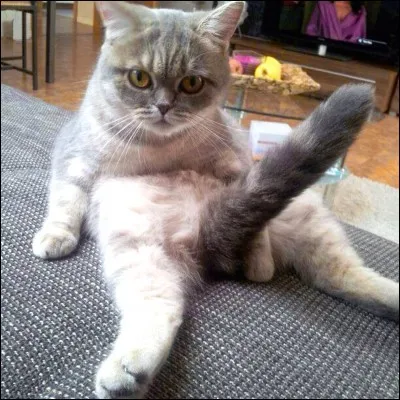 Aimerais-tu avoir une queue ?