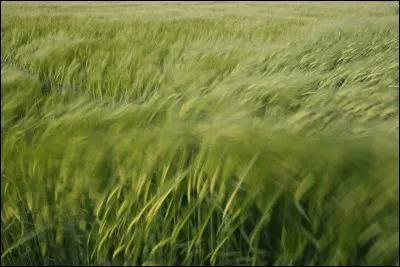 Qui est celui qui remplace Etoile filante ?