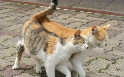 Quelles sont les deux compagnes d'Etoile du tigre ?