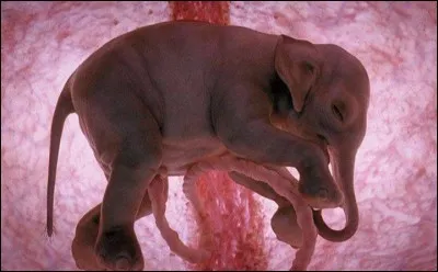 Combien de temps dure la gestation de l'éléphante d'Asie ?