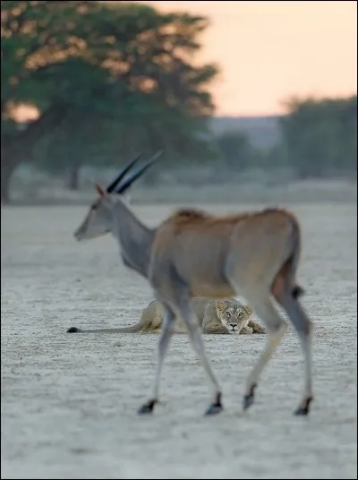 Quel animal s'apprête à bondir sur sa proie ?