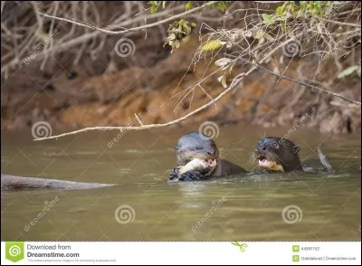 Sur quel continent pouvez-vous rencontrer ce prédateur ?