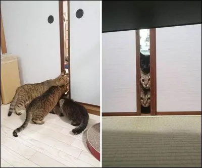 C'est une expression populaire, créée par l'être humain, mais finalement, qui d'autres que ces chats pouvaient s'en servir ?