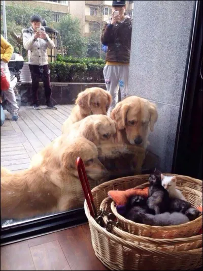 Que signifie l'expression : être comme chien et chat ?