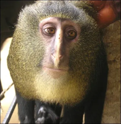 L'existence du singe lesula du Congo n'a été prouvée qu'en 2007, grâce à des pièges photographiques !