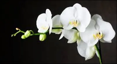 Quelle variété d'orchidée avez-vous sur cette image ?