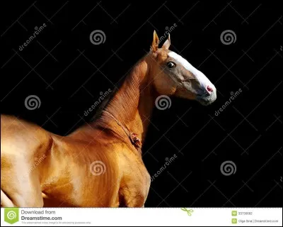 Quelle est cette race ?