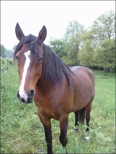 Quelle est cette race ?