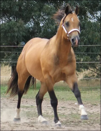 Quelle est cette race ?