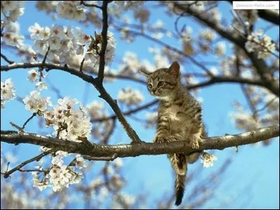 Une branche immense monte jusqu'au...