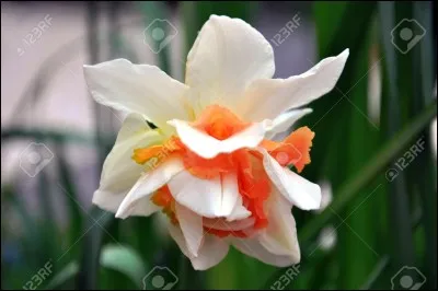 Selon son emploi, lequel des deux est féminin ou masculin ?