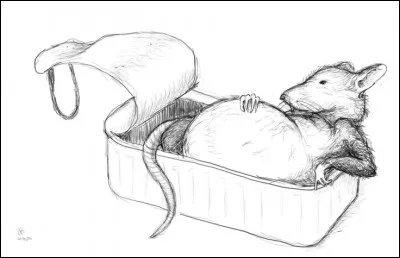 Rat d'&eacute;glise.