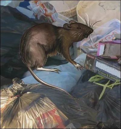 Maladie v&eacute;hicul&eacute;e par le rat.