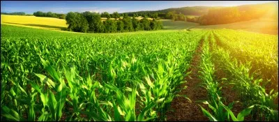 Que pensez-vous de lancer un Plan de transition agricole de 5 milliards d'euros ?
*Donc des projets de modernisation des exploitations ayant un impact positif sur l'environnement, le bien-être animal et la commercialisation.