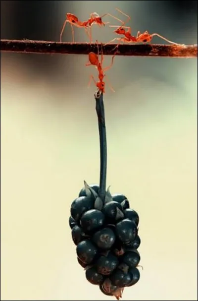 Les insectes sont capables de porter des poids énormes, les fourmis, en fonction de leurs espèces, sont capables de transporter ...