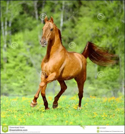 À quelle allure est ce cheval ?