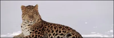 Ci-contre, nous pouvons observer...