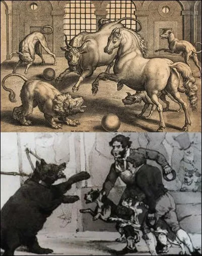 Allons « rue de l'hôpital Saint-Louis » !
Peut-être qu'Etienne Pariset, créateur de la SPA en 1845, aurait pu être inspiré par l'horrible spectacle qu'il aurait pu voir dans un amphithéâtre. D'ailleurs, bien que cette activité soit interdite dans la majorité des pays, il est encore pratiqué.
Que se passait-il dans cette rue ?