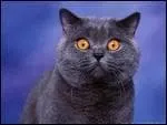 Le British Shorthair est-il Egyptien ?