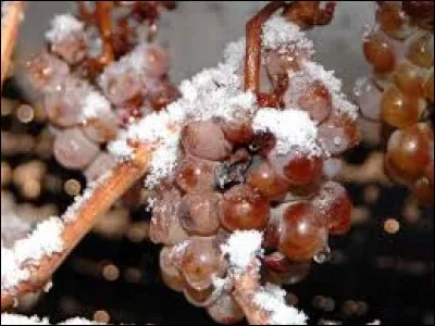 On peut ramasser ces raisins gelés pour faire du vin.