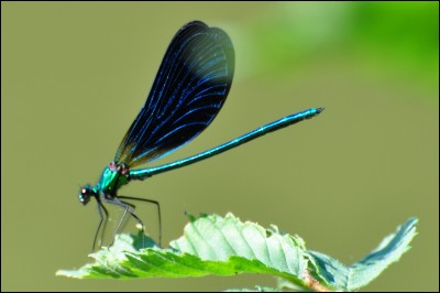 La libellule est un insecte symbolique d'un de ces pays. Lequel ?