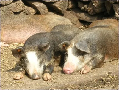 Comment appelle-t-on le petit d'un sanglier mâle et d'une truie ?