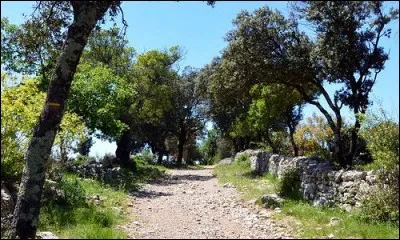 Qu'appelle-t-on des drailles ?