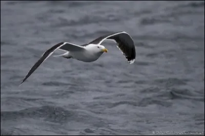 Quelle est l'envergure du goéland marin ?