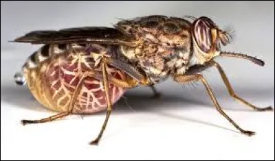 Quelle maladie est transmise par la mouche tsé-tsé ?