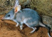 Quiz Chat marsupial mouchet
