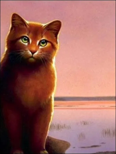 Comment Feuille Rousse s'appelait-elle quand elle était une chatte errante ?