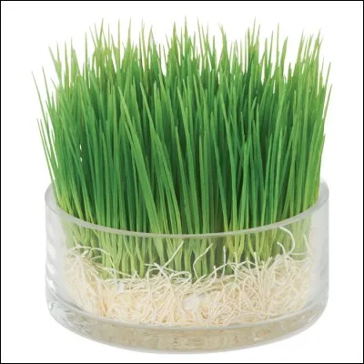 À quoi l'herbe à chat sert-elle ?