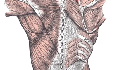 Quiz Anatomie