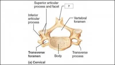 Où exactement sur les vertèbres ?