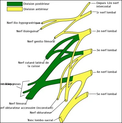 Il est innervé par :