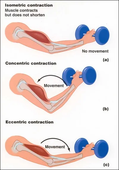 En prenant sa terminaison pour point fixe. 
Lors d'une contraction, quelle va être son action sur le rachis cervical ?